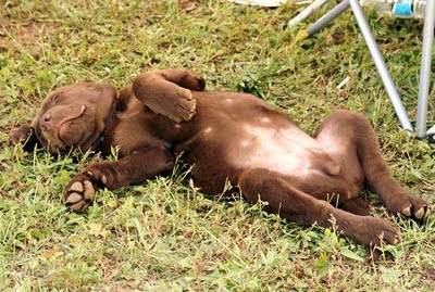dogdays
